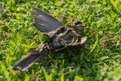 Close-up of lizard on grass