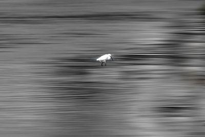 Bird flying over a lake