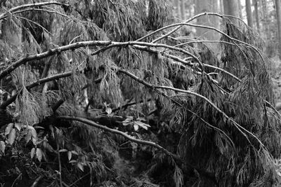 Close-up of horse in forest