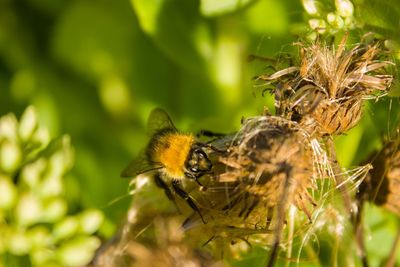 Close-up of bee pollinating flower