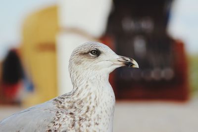 Close-up of seagull