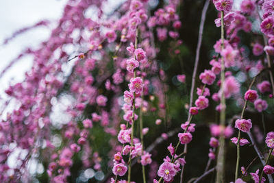 Close-up of purple flowering plant