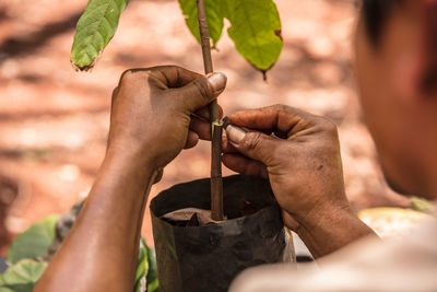 Midsection of person holding leaves