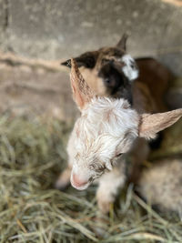 High angle view of dog on field