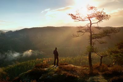 Hiker stand at heather bush on the corner of empire bellow pine tree. man is watching over the mist