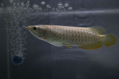 Close-up of fish swimming in sea