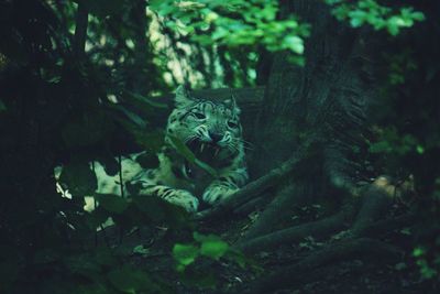 Snow leopard relaxing at faunistic park la torbiera