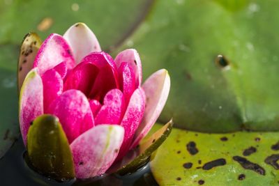 Close-up of pink water lily