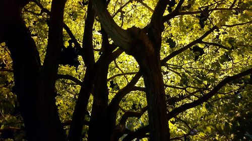 Trees in forest