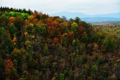 Trees in forest during autumn