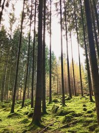 Trees in forest