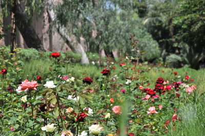 Close-up of flowering plants in park