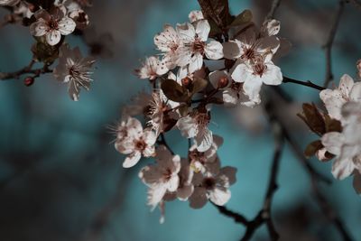 Close-up of cherry blossoms in spring