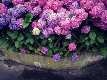 Close-up of pink flowers