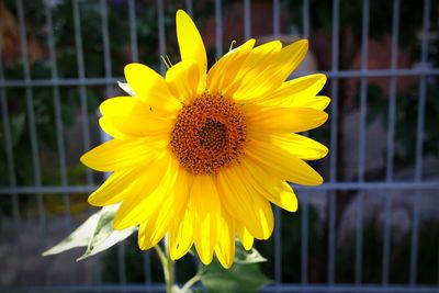 Close-up of yellow sunflower