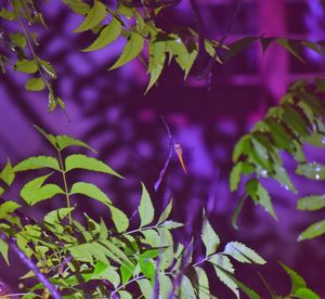 Close-up of purple flowering plant leaves