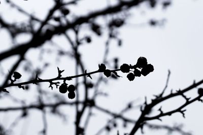 Low angle view of tree against sky