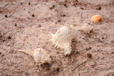 Close-up of feather on sand