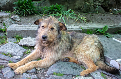 Portrait of dog sitting on rock