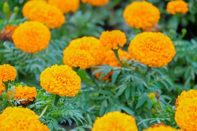 Close-up of marigold flowers