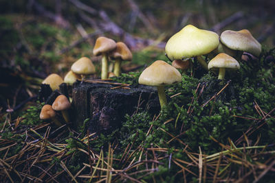 Close-up of mushrooms growing on field