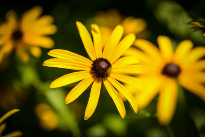 Close-up of yellow daisy flower