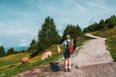 Backpacker and llamas on hiking trails in the dolomites, italy.