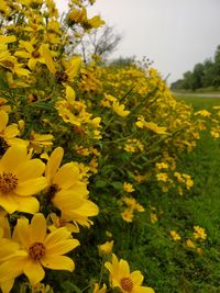 Close-up of yellow flowering plants on field