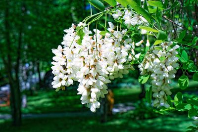 Close-up of white flowers blooming on tree