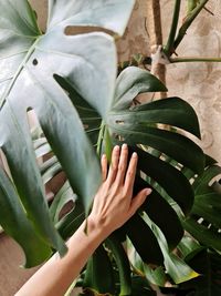 Close-up of hand holding succulent plant