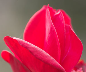 Close-up of pink rose flower