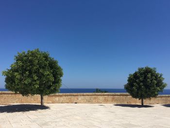 Trees by sea against clear blue sky