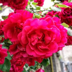 Close-up of pink roses blooming outdoors