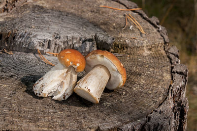 Close-up of mushrooms on tree trunk