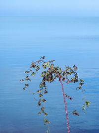 Scenic view of sea against blue sky