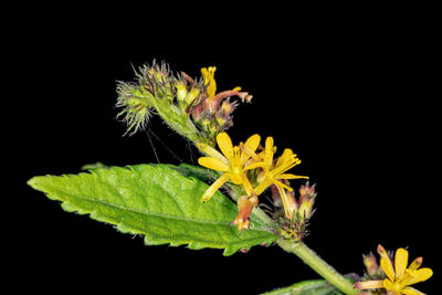 Close-up of yellow flower against black background