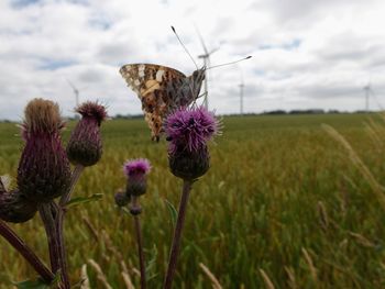Close-up of purple thistle flowers on field