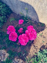 High angle view of pink flowering plants
