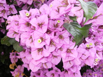 High angle view of flowers in bloom