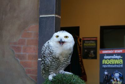 Close-up of owl perching outdoors