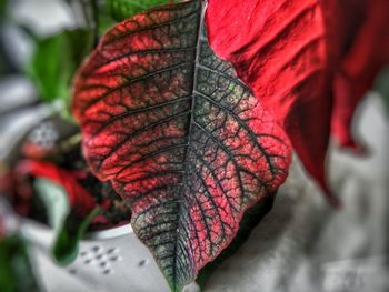 Close-up of red flower