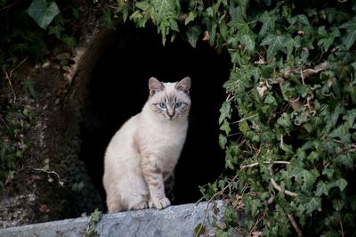 Portrait of cat sitting by plants