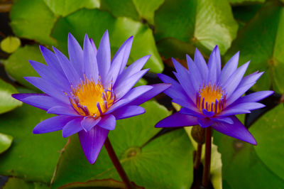 Close-up of purple flowering plant leaves