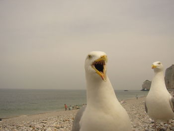 Seagull flying over sea