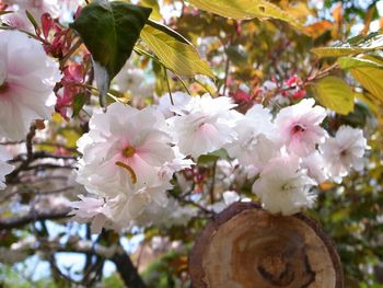 Close-up of apple blossoms in spring