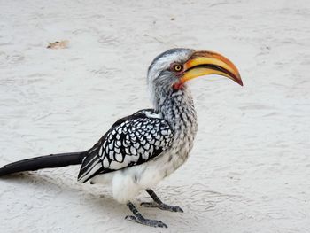 Close-up of bird