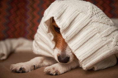 Jack russell terrier dog keep warm under woolen sweater. pet care concept