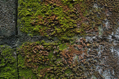 Full frame shot of moss growing on tree trunk