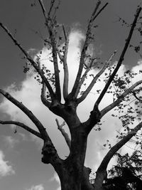 Low angle view of bare tree against sky