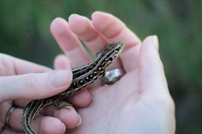 Cropped image of woman with lizard